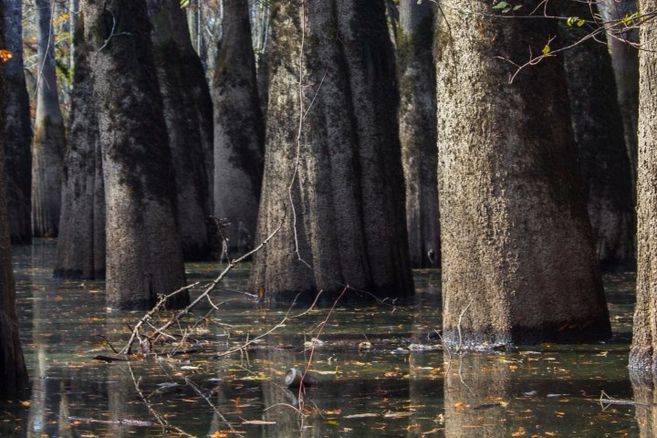 water next to a tree