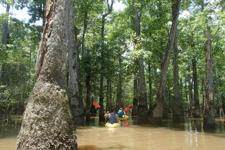 a group of people sitting in a tree