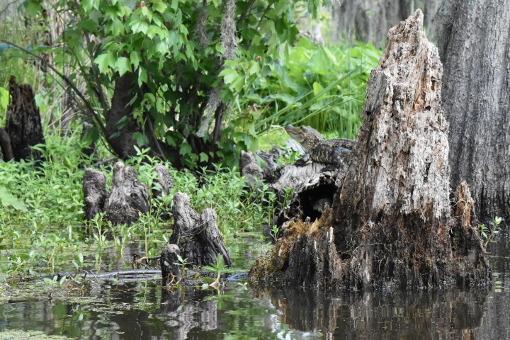 a tree next to a river