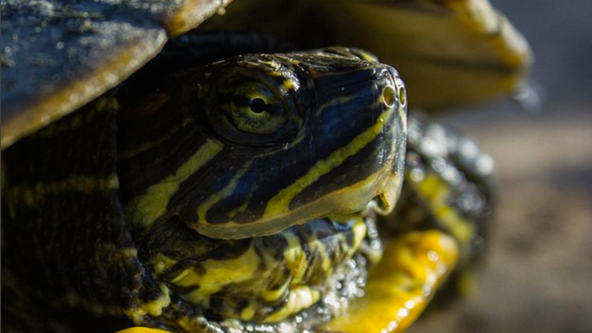 a close up of a turtle