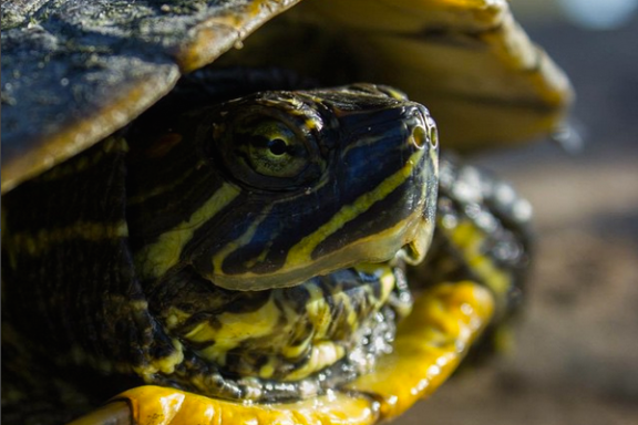 a close up of a turtle