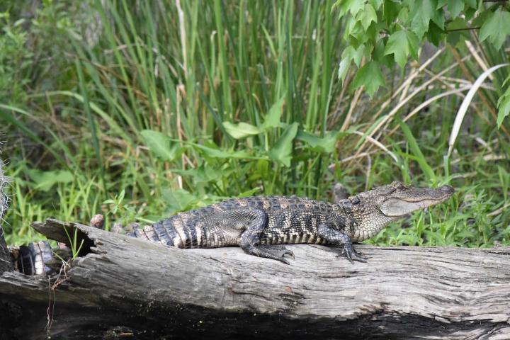 a close up of a reptile
