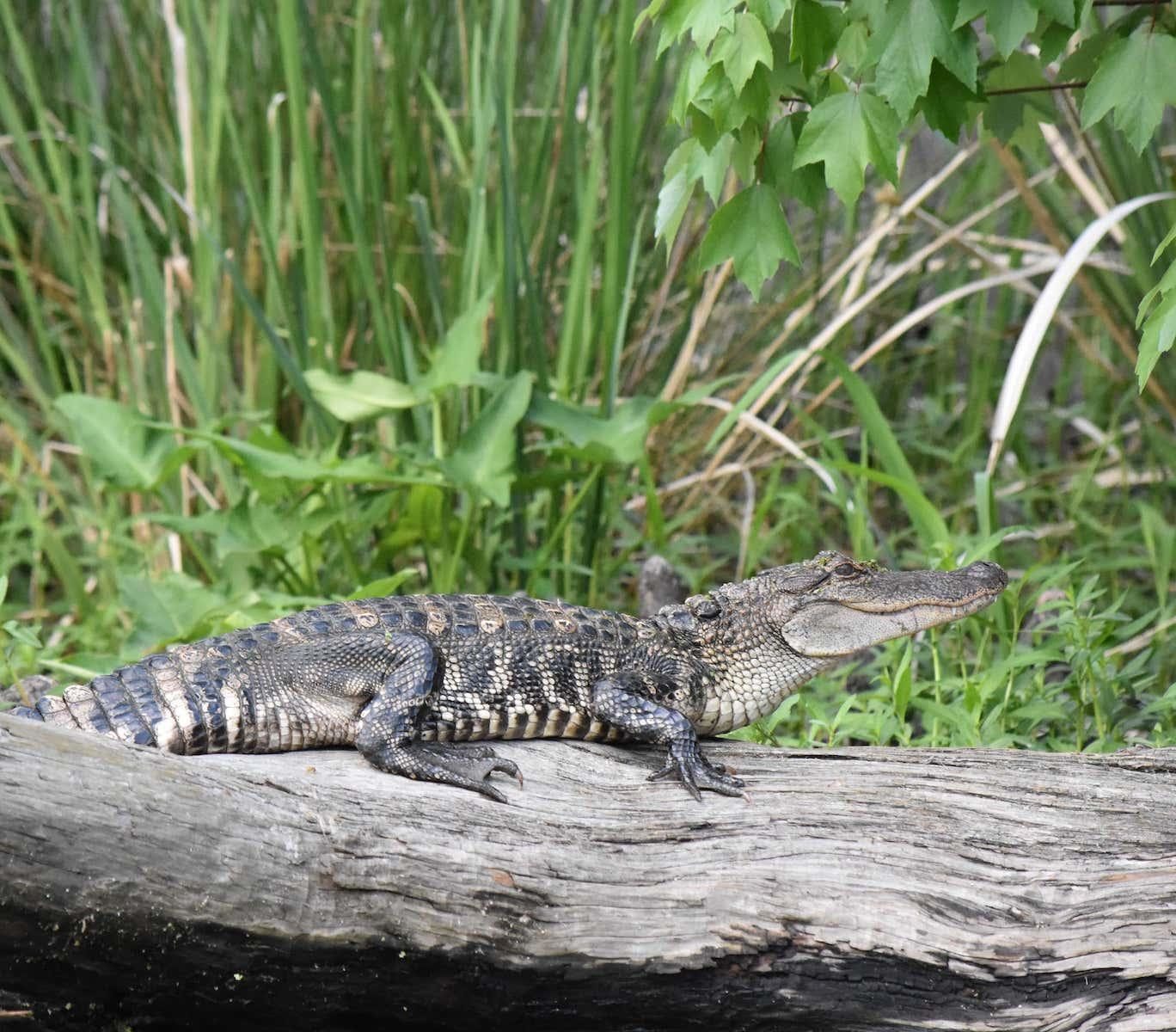 Manchac-Mystic-Wildlife-Kayak-Tour-image-91 a close up of a reptile