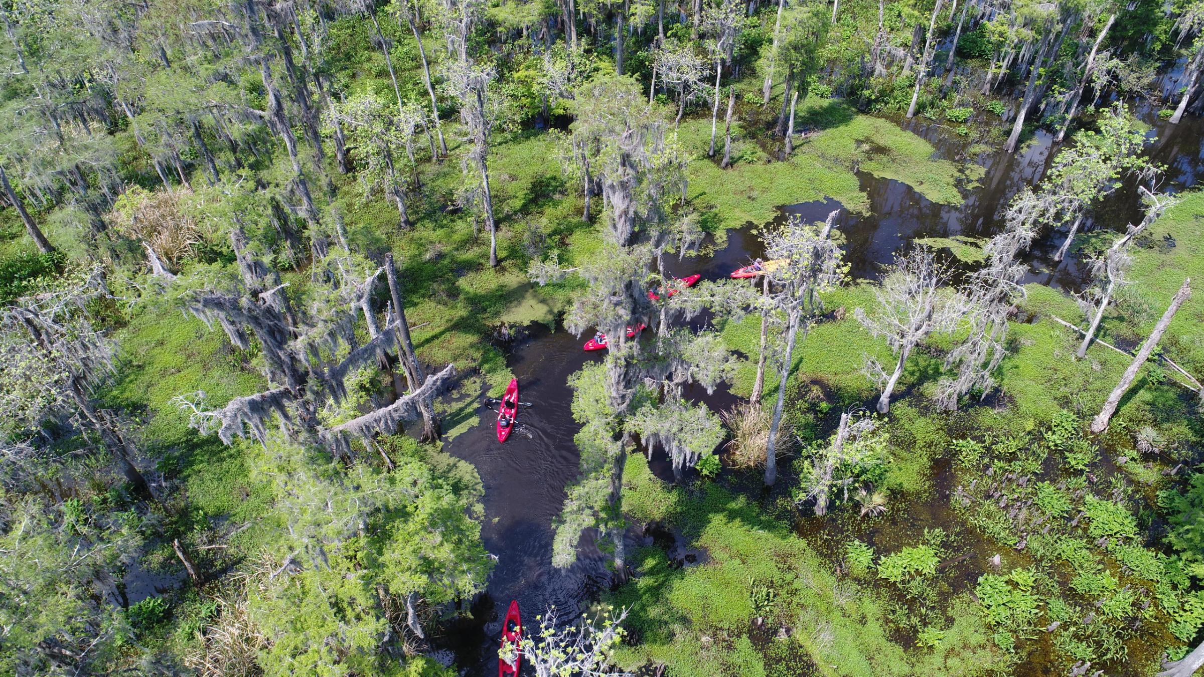 a large tree in a forest