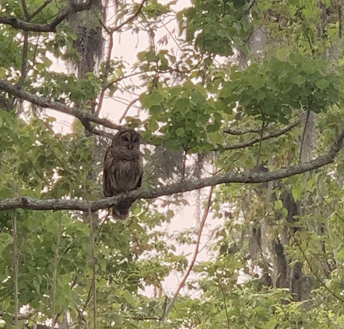 Honey Island Swamp owl an owl perched on a tree branch in the Honey Island Swamp
